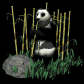 A panda gets more attention than a human fetus