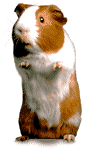 One of the talking animals in Dr. Dolittle. Animated graphic from 20th Century Fox