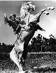Roy Rogers and Trigger from the Roy Rogers website at www.royrogers.com